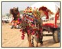 Colourful Heritage Tour of Rajasthan
